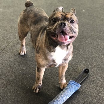 Wilhelm K9 SoCal - Looking so happy to be training with Lynn :) also.. looking super buff/fit hehe - Pet Training Near Me - Gardena, California