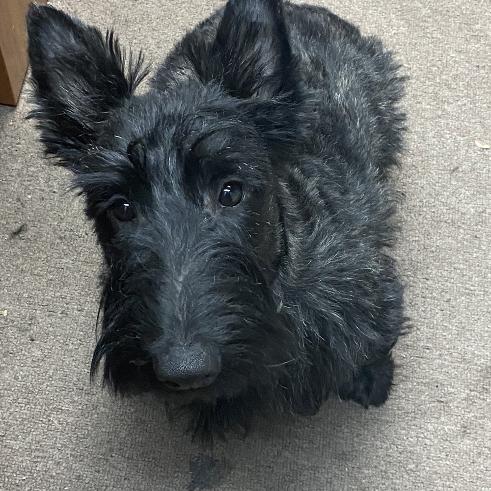 Valerie's Paw Spa - Hello! My name is Ruger! - Pet Groomers Near Me - Henderson, Nevada Valerie's Paw Spa - Hello! My name is Ruger! - Pet Groomers Near Me - Henderson, Nevada