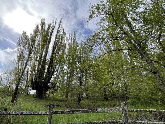 Powell Butte Nature Park by null