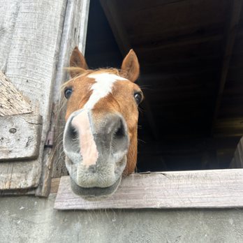 Cantrell Farm - Horseback Riding Near Me - Mills River, North Carolina
