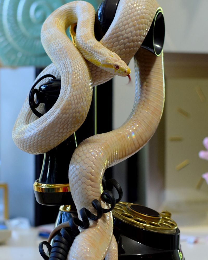 Nova Reptiles - reptile breeding in Marysville, WA