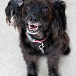 Manners Please Canine Training & Pet Assistant - Shin-shin