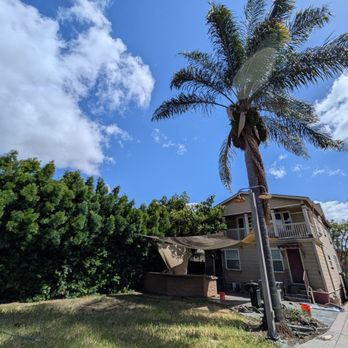 Majestic Tree Service - Before photo of podocarpus hedge (as tall as the house) and large palm tree (almost 3 stories tall) - Tree Services Near Me - San Jose, California Majestic Tree Service - Before photo of podocarpus hedge (as tall as the house) and large palm tree (almost 3 stories tall) - Tree Services Near Me - San Jose, California