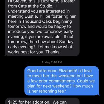 Cats At The Studios - Animal Shelters Near Me