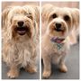 Photo of Holistic Grooming by Jessica
