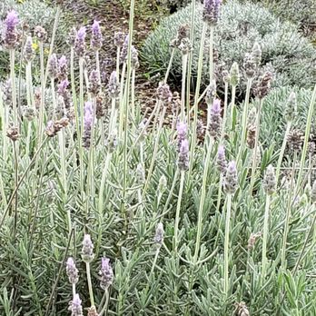 Ali'i Kula Lavender - Tours Near Me - Kula, Hawaii Ali'i Kula Lavender - Tours Near Me - Kula, Hawaii