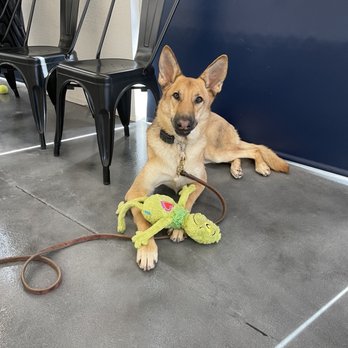 Paws 'n' Rec - Jones - She found an unattended toy! - Pet Training Near Me - Las Vegas, Nevada