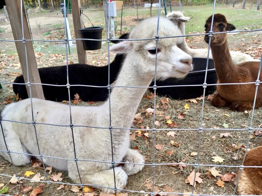 Quechee Gorge Village by null