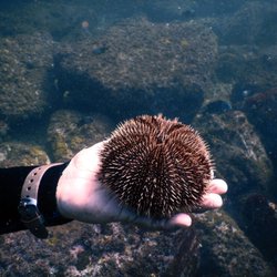 Twin Dolphins - Sea urchin, not the kind everyone is afraid of!