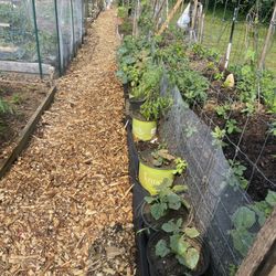 Pascarella Nursery