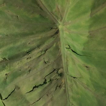 Prasad Island Market - Old taro leaves I received yesterday. Paid full price. Very disappointing. - Grocery Near Me - Hayward, California Prasad Island Market - Old taro leaves I received yesterday. Paid full price. Very disappointing. - Grocery Near Me - Hayward, California