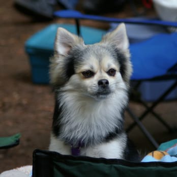 Top Dog Walking Services - "Rocky" our Top Dog - Dog Walkers Near Me Top Dog Walking Services - "Rocky" our Top Dog - Dog Walkers Near Me