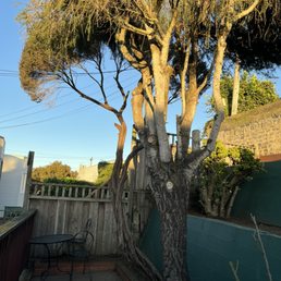 Beautifully trimmed and backyard clear of unwanted weed and vine growth. Beautifully trimmed and backyard clear of unwanted weed and vine growth.