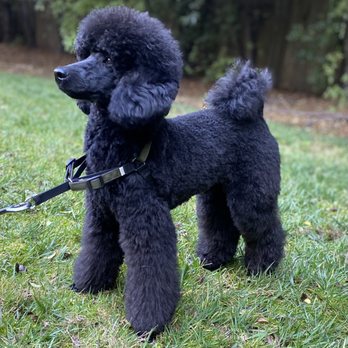 Tefani & So. Dogcare - Poodle groom - Pet Sitting Near Me - San Francisco, California Tefani & So. Dogcare - Poodle groom - Pet Sitting Near Me - San Francisco, California