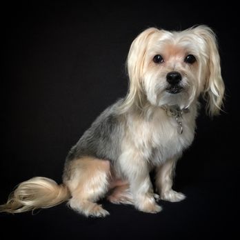 The Tailored Groomer - Dog Grooming: Small and Big Dogs - Pet Groomers Near Me The Tailored Groomer - Dog Grooming: Small and Big Dogs - Pet Groomers Near Me