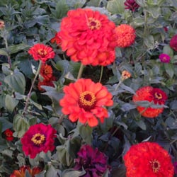 Swan Creek County Park - From Swan Creek's community garden.