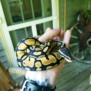 Sailfin Pet Shop - Pet Stores Near Me - Champaign, Illinois Sailfin Pet Shop - Pet Stores Near Me - Champaign, Illinois