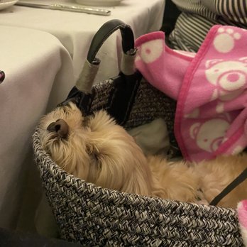 Central Bar + Restaurant - Brought our dog - American Near Me - Bellevue, Washington Central Bar + Restaurant - Brought our dog - American Near Me - Bellevue, Washington