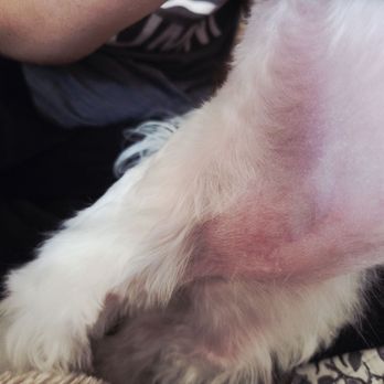 The Mutt Puddle - My tiny 5lb Maltese came with her belly covered in clipper burns. This was 1 of 2 injuries! READ MY REVIEW!! - Pet Groomers Near Me - Allen, Texas
