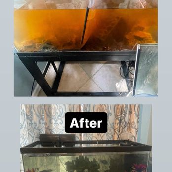 Langzfragz - Aquarium Services Near Me Langzfragz - Aquarium Services Near Me