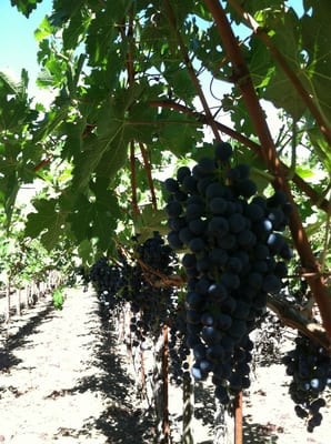 Staglin Family Vineyard by null