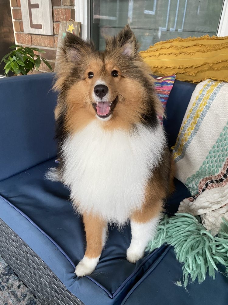 TANYA’S MOBILE GROOMING HOUSTON 24 Photos & 19 Reviews 11019