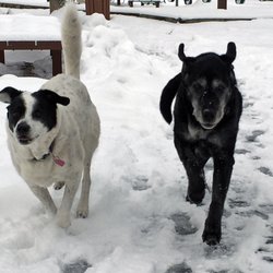 Happy Dog Pet Care - Senior ladies Bella Jane and Likka take flight in the snow