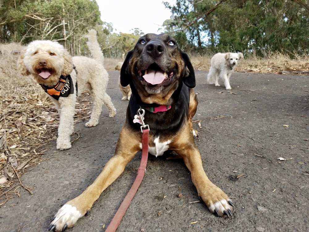 TAIL WAGGERS DOG WALKING & PET SITTING 135 3rd St, San Rafael
