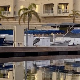 Blue Heron