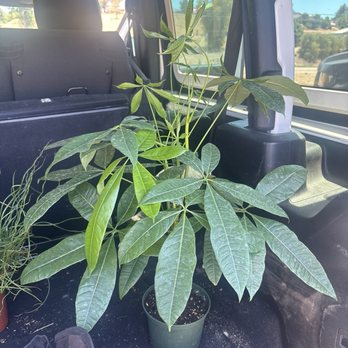 Curby's Nursery - Nurseries & Gardening Near Me - Temecula, California