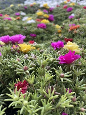 The Home Depot by null