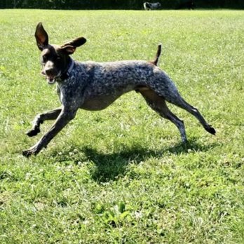 Greenlin Pet Resorts - Pet Training Near Me - Middletown, Pennsylvania