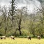 Photo of Meadowbrook Farm Preserve