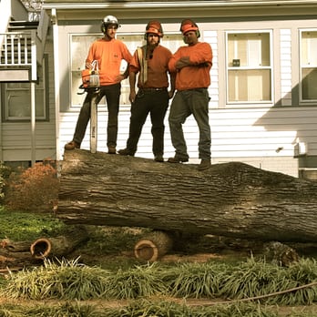 The Treeist - Tree Services Near Me The Treeist - Tree Services Near Me