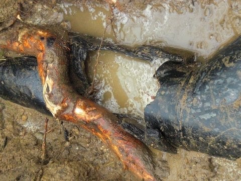 Slide of Bass Reddy Rooter