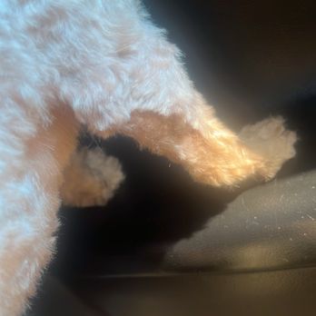 Grooming Gallery - Pet Groomers Near Me - North Little Rock, Arkansas