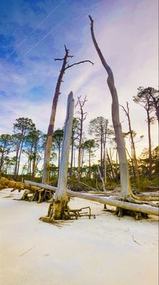 Driftwood Beach by null