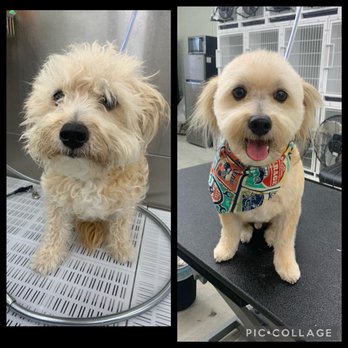 Nicole’s Pup Parlor - Pickles before & after - Pet Groomers Near Me - Visalia, California Nicole’s Pup Parlor - Pickles before & after - Pet Groomers Near Me - Visalia, California