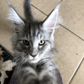Kittens Up - Used the scratching post and kitty litter box since Day 1. - Pet Breeders Near Me - Pembroke Pines, Florida Kittens Up - Used the scratching post and kitty litter box since Day 1. - Pet Breeders Near Me - Pembroke Pines, Florida