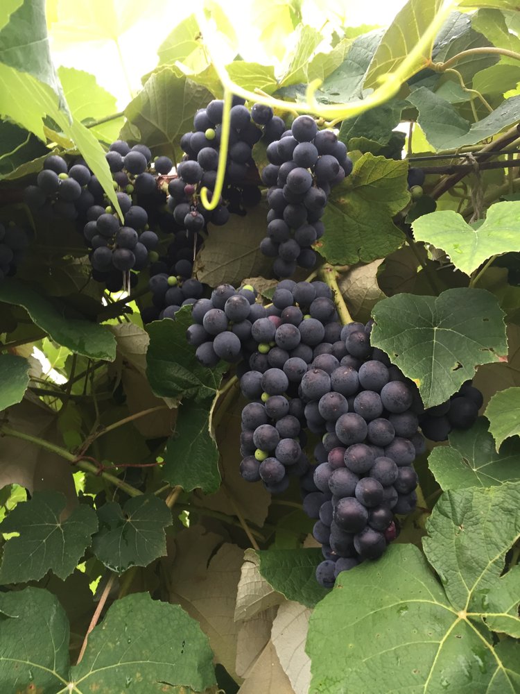 Dahlem Vineyard - vineyard in Altus, AR