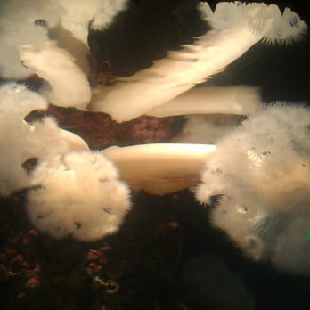 Seattle Aquarium - Aquariums Near Me - Seattle, Washington Seattle Aquarium - Aquariums Near Me - Seattle, Washington