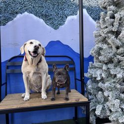 Scottsdale Quarter - Happy Pawlidays at S.Q!