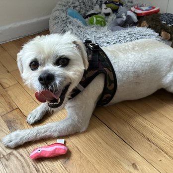 Madagascar Pet Services - Fun time at the apartment - Pet Groomers Near Me - Sunnyside, New York