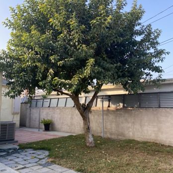 Jimmie's Tree Service - This is my guava tree I needed removed. - Tree Services Near Me Jimmie's Tree Service - This is my guava tree I needed removed. - Tree Services Near Me