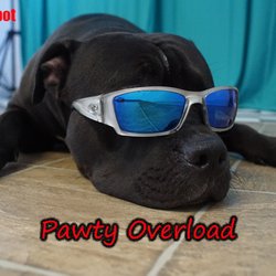 Pawty Express - Kings first photo shoot