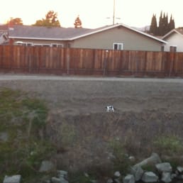 Neighborhood cat!