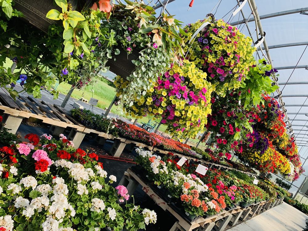 HART’S GREENHOUSE & FLORIST Updated October 2024 16 Photos 43