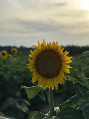 Columbia Bottom Conservation Area by null