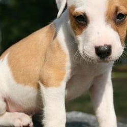 Sheboygan County Humane Society - A dog that was rescued and now at the humane society.