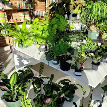 Roots KC - Nurseries & Gardening Near Me - Kansas City, Missouri Roots KC - Nurseries & Gardening Near Me - Kansas City, Missouri